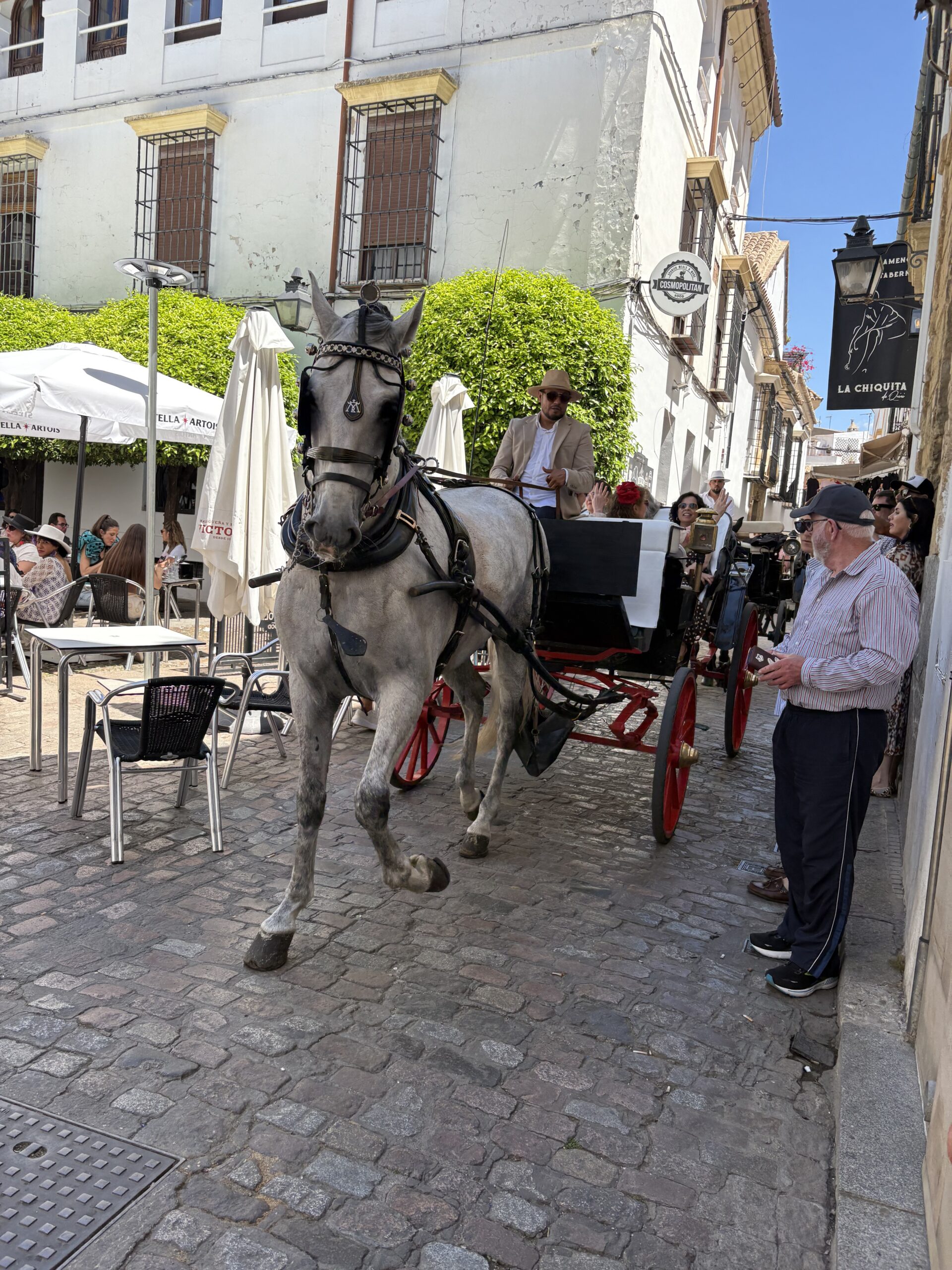 Arabian Horses carrying carriages through Cordoba