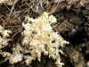coral-1