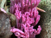 coral