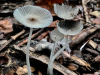 IMG-4117-2