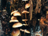 IMG-4851