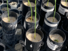 Baby wheat growing