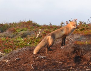 All of a sudden, this guy was a few feet from us, sniffing at our traps. The first fox sighting of the trip and it was so close we could pet it.