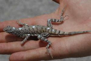 Callisaurus draconoides ready for video recording