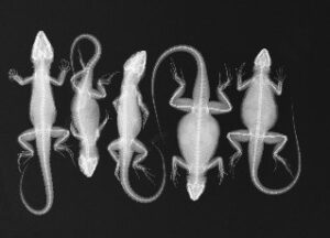 Lizard X-ray