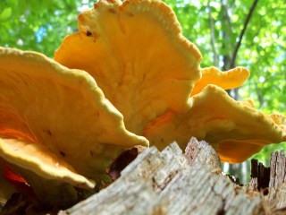 Laetiporus_sulphureus