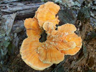 Laetiporus_sulphureus