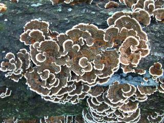 Trametes versicolor
