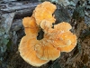 Laetiporus_sulphureus