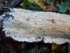Phanerochate_sp