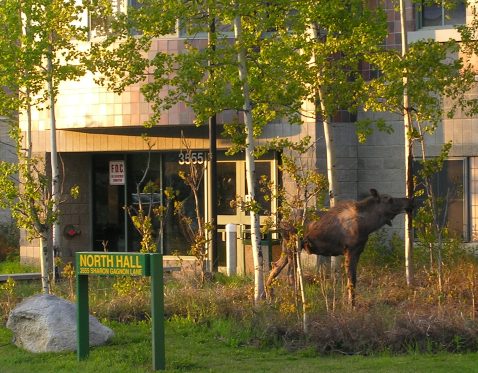 I get one foot out the door of the main unit and this is what I see! A moose outside North Hall.