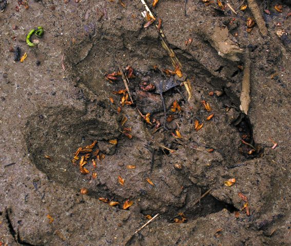 A perfect moose print in the mud.