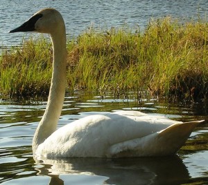 One of the two beautiful swans at Beverly Lake.