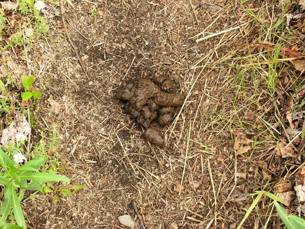 Bear scat. In the middle of our hiking trail.