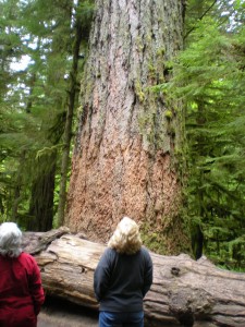 The trees are quite big. This one was over 500 ft tall.