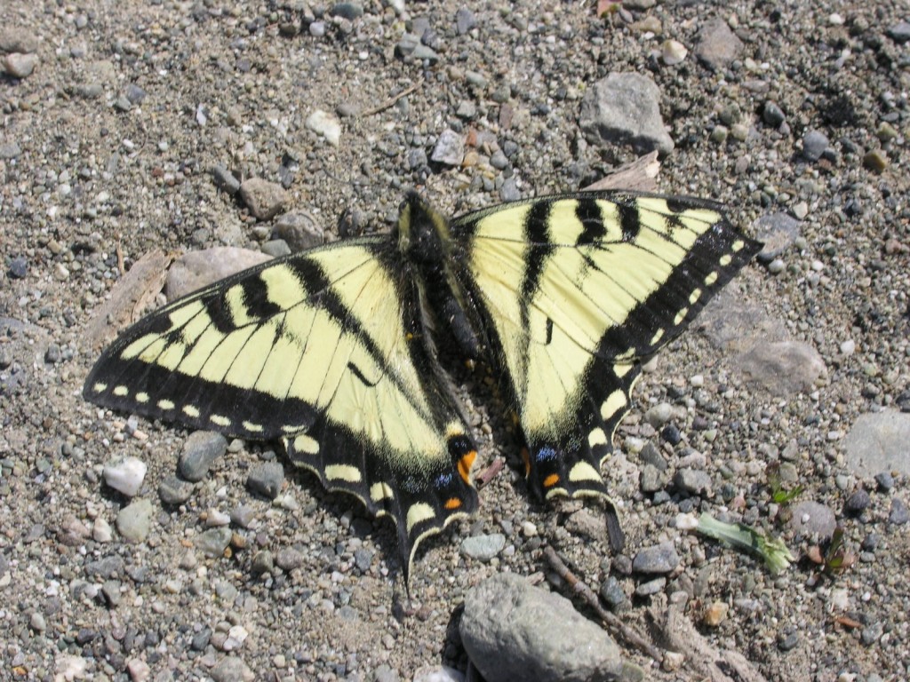 Butterfly on the gravel next to Noffer.