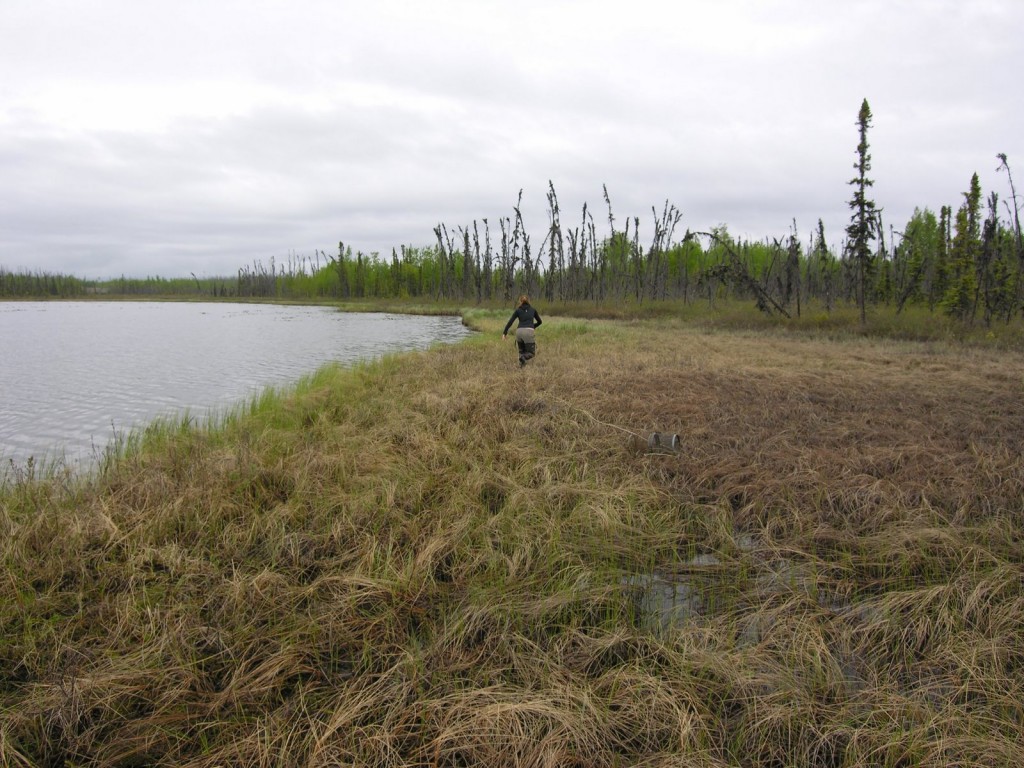 Lauren trooping out over the muskeg at Pup Lake.