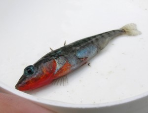 A brightly colored male stickleback pulled from Lynne Lake