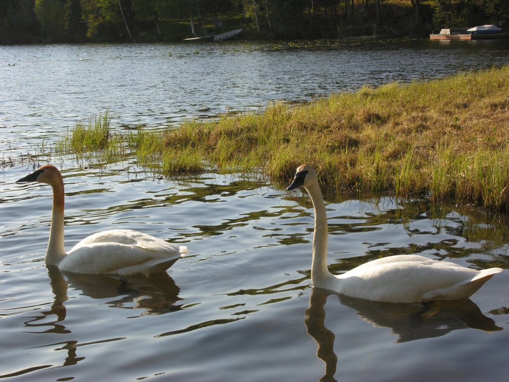 Swans at Beverly Lake, 2008. One example of the waterfowl we often see at collection lakes. 