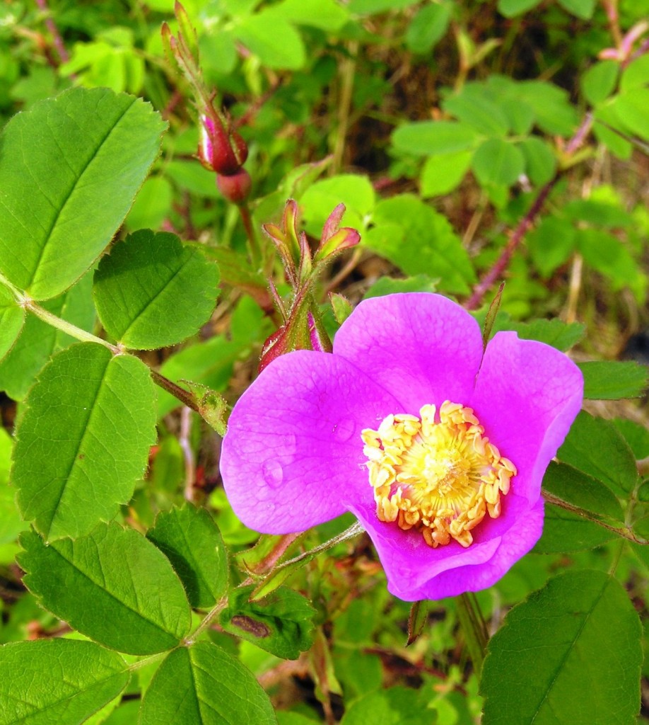 One of the beautiful (and prickly) wild rose bushes