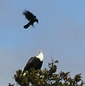 Eagles aren't exactly adored by their avian fellows. (Anchor River. Sorry about the blur from the digital zoom.)