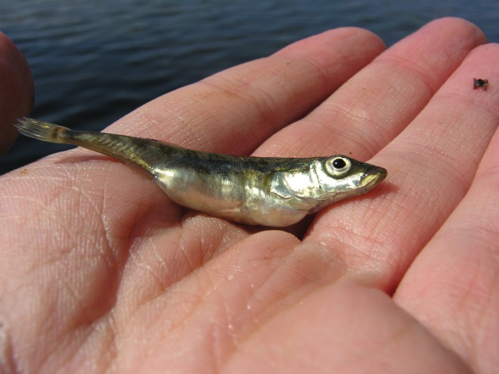 Fish 4 of 131 in trap 10 at Seymour Lake. (What? We take thorough notes.)
