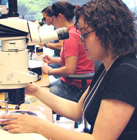 Doing some microinjection into stickleback eggs at the Stanford molecular genetics course