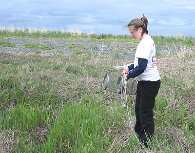 Here I'm throwing a trap in Rabbit Slough on the Kenai Peninsula, Alaska.