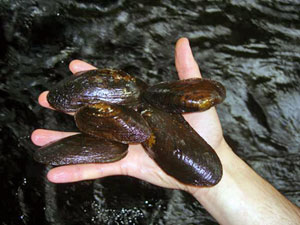 Freshwater mussels in the family Unionidae