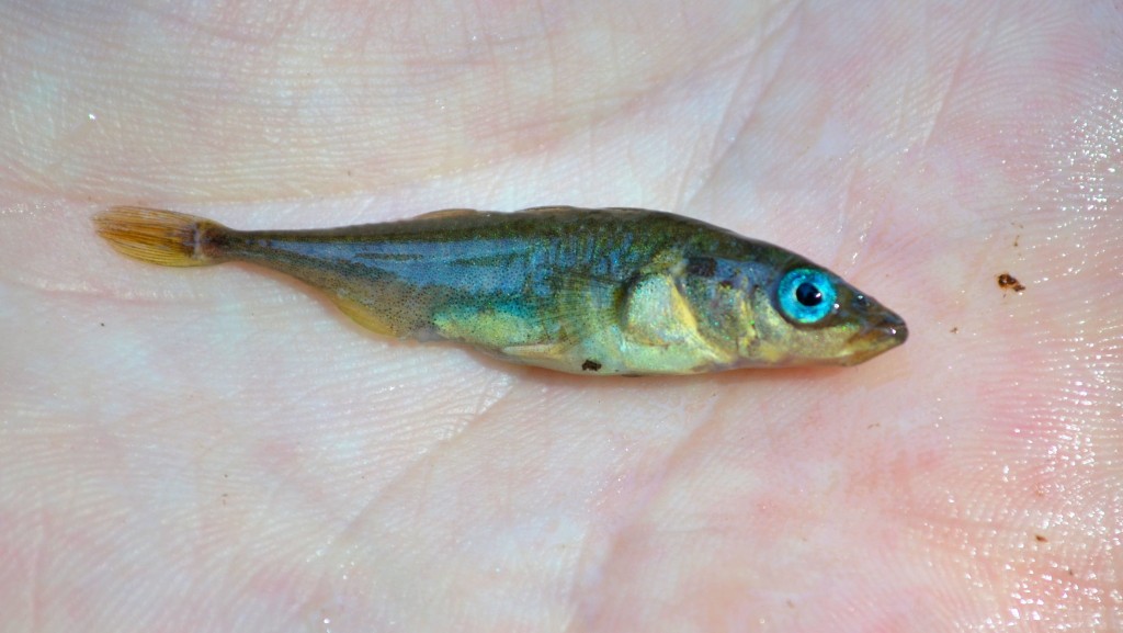 The baby blue eyes of a stickleback from Little Meadow Creek