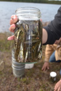 A jar of stickleback preserved in formalin