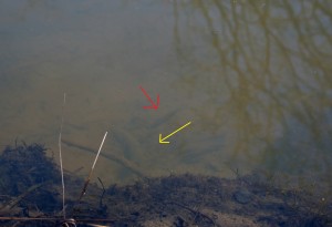 Red arrow points at the fish; yellow arrow points in the direction he is facing