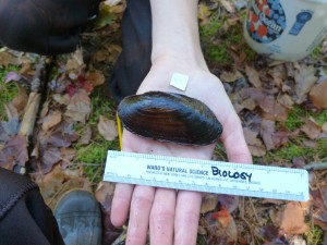 Freshwater pearl mussel collected for tissue sampling.