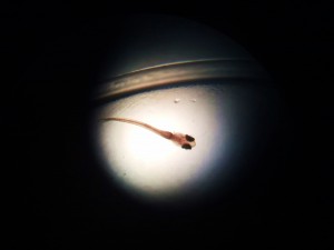 Sticklebaby under the microscop