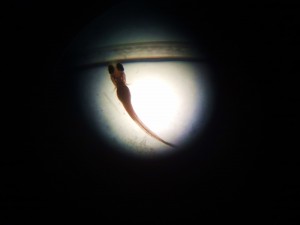 Stickleback after feeding, look at the full belly!