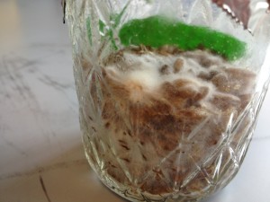 mycelium growing!