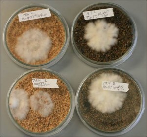 Fungal cultures on sawdust with (right) and without (left) Bunker C oil.